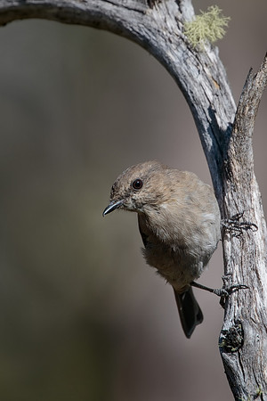 Melanodryas vittata