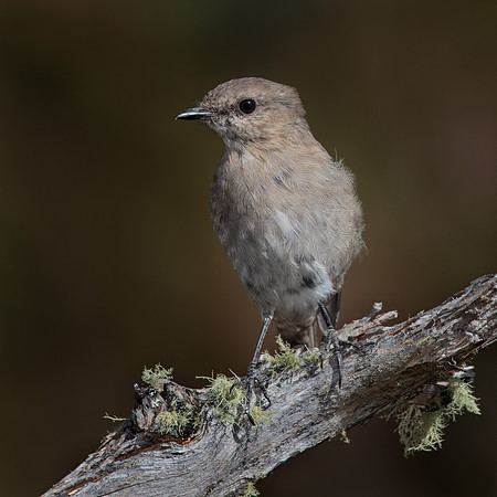 Melanodryas vittata