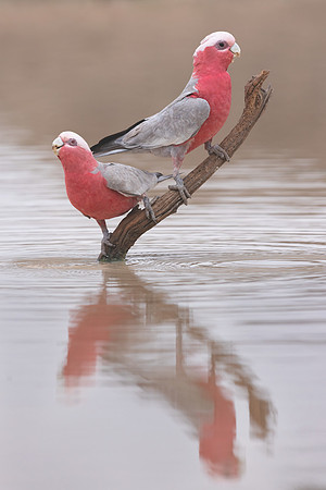 Eolophus roseicapilla