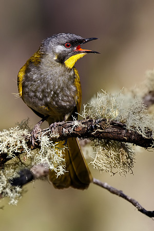 Nesoptilotis flavicollis