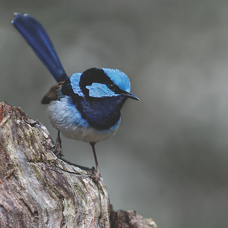 Malurus cyaneus