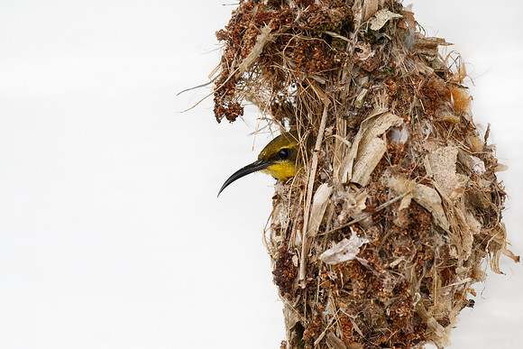 Cinnyris jugularis