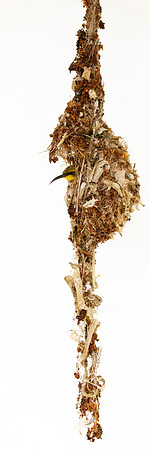 Cinnyris jugularis