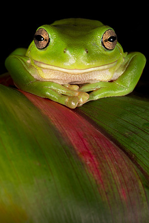 Litoria caerulea