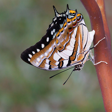 Charaxes sempronius