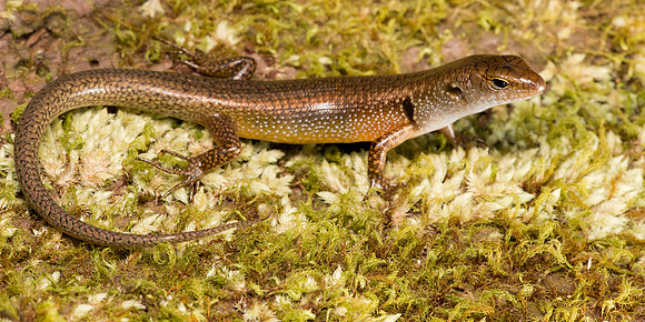 Eulamprus luteilateralis