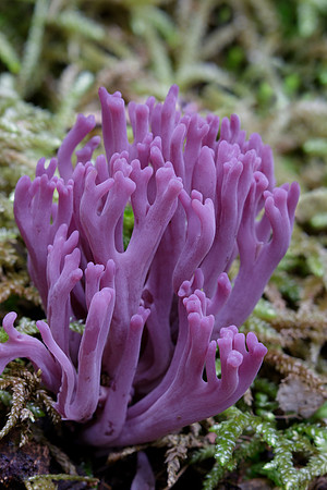 Clavaria zollingeri