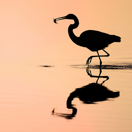 Ardea alba modesta