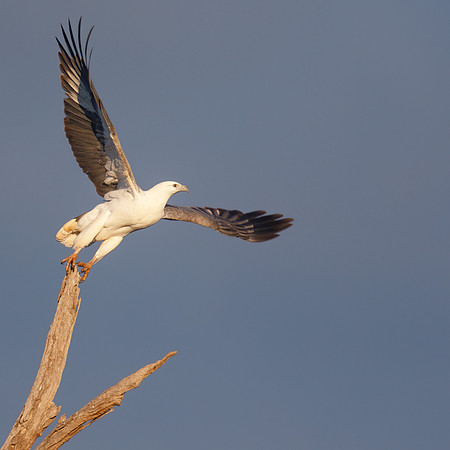 Haliaeetus leucogaster