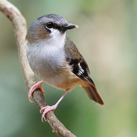 Heteromyias cinereifrons