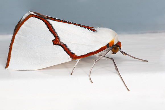 Thalaina selenaea