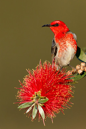 Myzomela sanguinolenta