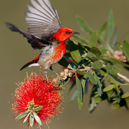 Myzomela sanguinolenta