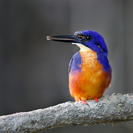 Ceyx azureus