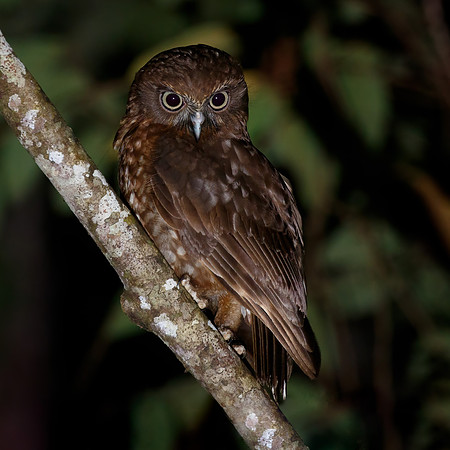 Ninox boobook