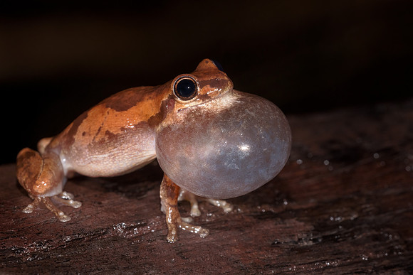 Litoria dentata