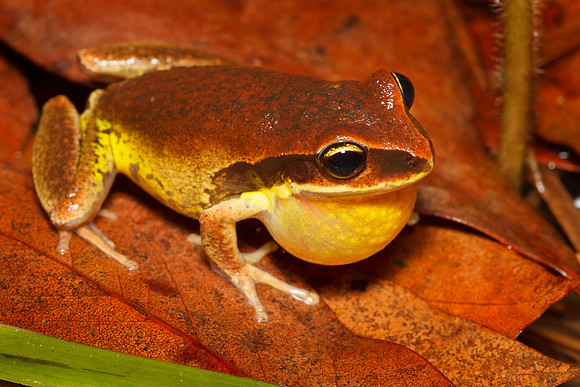 Litoria brevipalmata