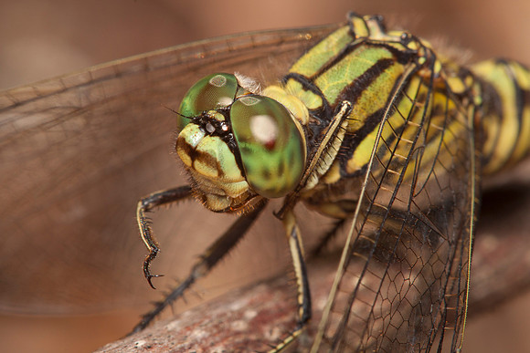 Orthetrum sabina