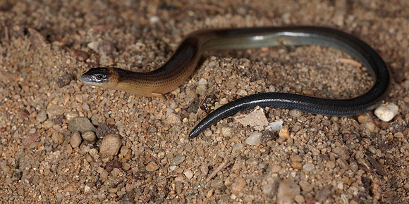 Anomalopus verreauxii