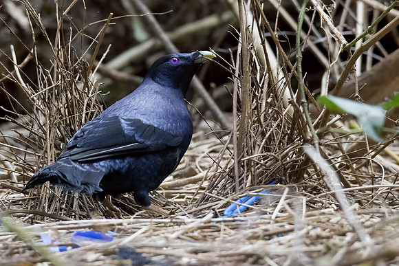 Ptilonorhynchus violaceus