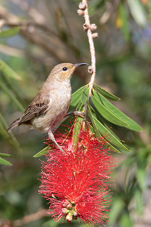 Myzomela sanguinolenta