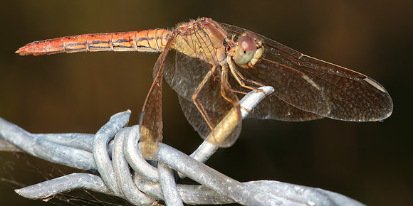 Diplacodes haematodes