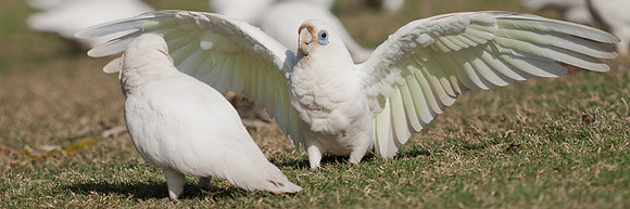 Cacatua sanguinea