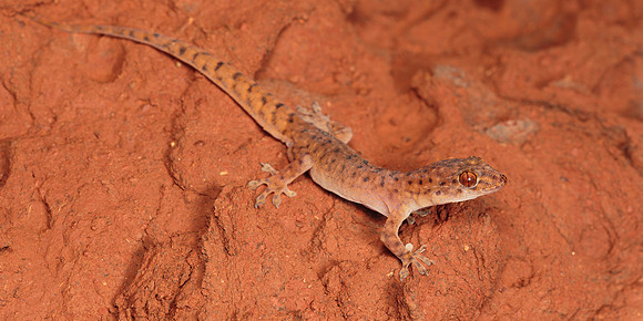 Gehyra pilbara
