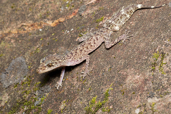Phyllurus isis