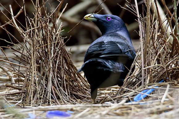 Ptilonorhynchus violaceus