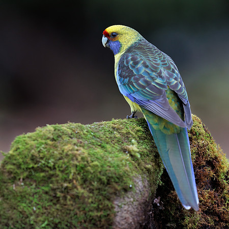 Platycercus caledonicus