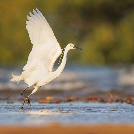 Egretta garzetta