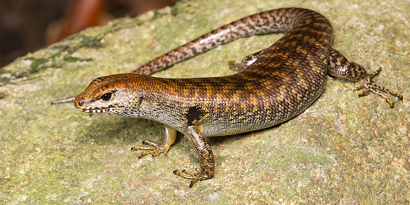 Eulamprus amplus
