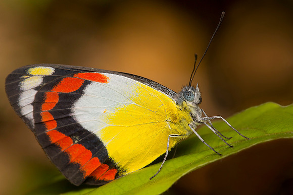 Delias mysis