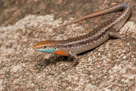Carlia rhomboidalis