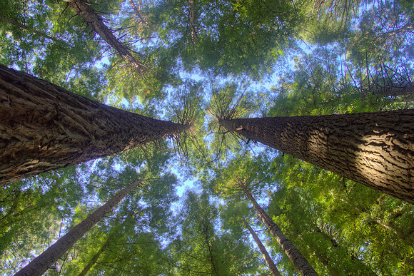 VIC, Otway State Forest