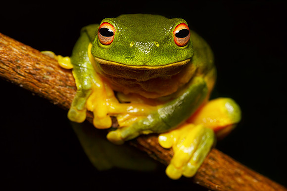 Litoria chloris