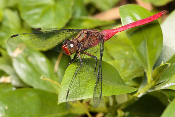 Orthetrum Villosovittatum