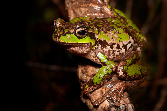 Litoria burrowsae