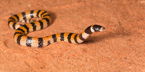 Simoselaps anomalus