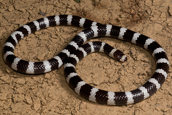 Vermicella annulata