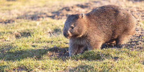 Vombatus ursinus tasmaniensis