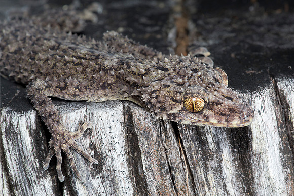 Phyllurus nepthys