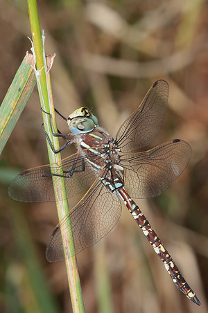 Adversaeschna brevistyla
