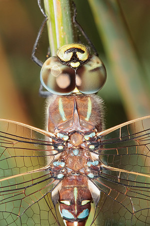 Adversaeschna brevistyla