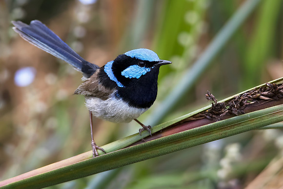 Malurus cyaneus