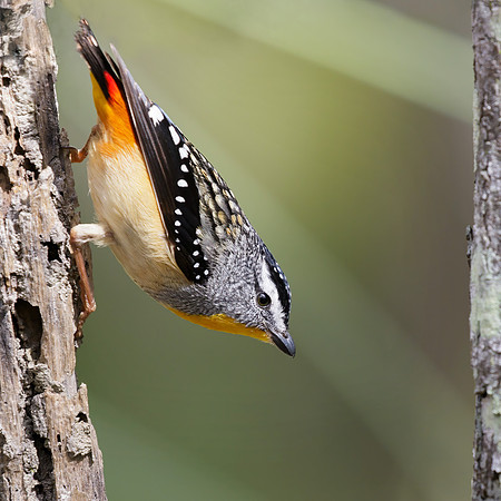 Pardalotus punctatus