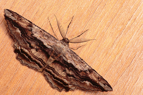 Scioglyptis lyciaria