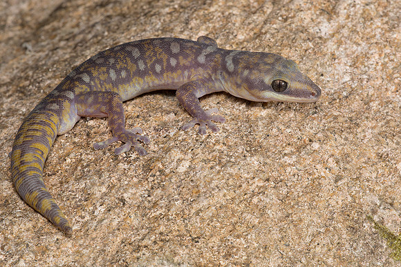 Oedura coggeri