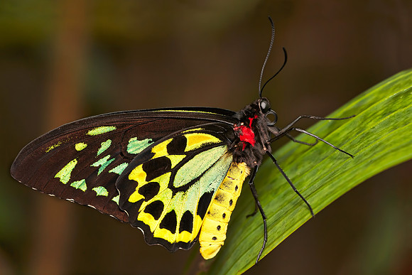 Ornithoptera euphorion